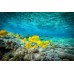 Yellow Tangs 